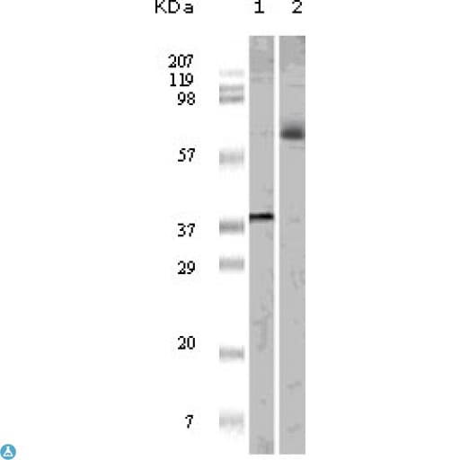 ELK1 Antibody
