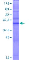 Human CLDN11 / Claudin 11 Protein (Recombinant GST)