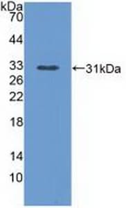 PLCE1 Antibody (HRP)