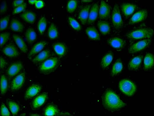 PSMA4 Antibody