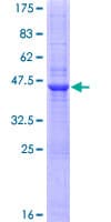 Human NK1 / CD160 Protein (Recombinant GST)