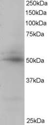 IHC-plus™ Polyclonal Goat anti-Human CREB3L4 / AIBZIP Antibody (aa382-395, IHC, WB)