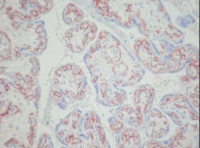 PECAM-1 / CD31 Antibody (clone MEM-05)