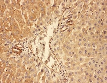 Polyclonal Rabbit anti-Rat Complement C5a Antibody (aa1-18, IHC, WB)
