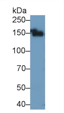 ANPEP / CD13 Antibody (aa290-533, APC)