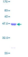 Human ITPA Protein (Recombinant GST)