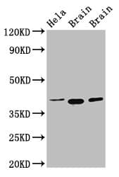 Polyclonal Rabbit anti-Human ERGIC2 Antibody (IHC, IF, WB)