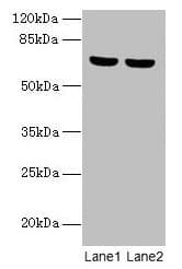 Polyclonal Rabbit anti-Human SYTL3 Antibody