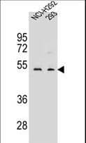 Polyclonal Rabbit anti-Human WDR86 Antibody (aa286-316, IHC, WB)