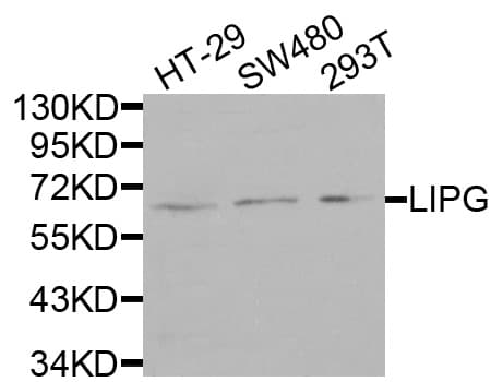 LIPG / Endothelial Lipase Antibody