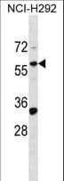 ZNF136 Antibody (aa104-133)