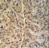 GNS Antibody (aa283-313)