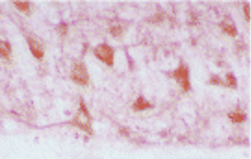 HMOX2 / Heme Oxygenase 2 Antibody (RPE)