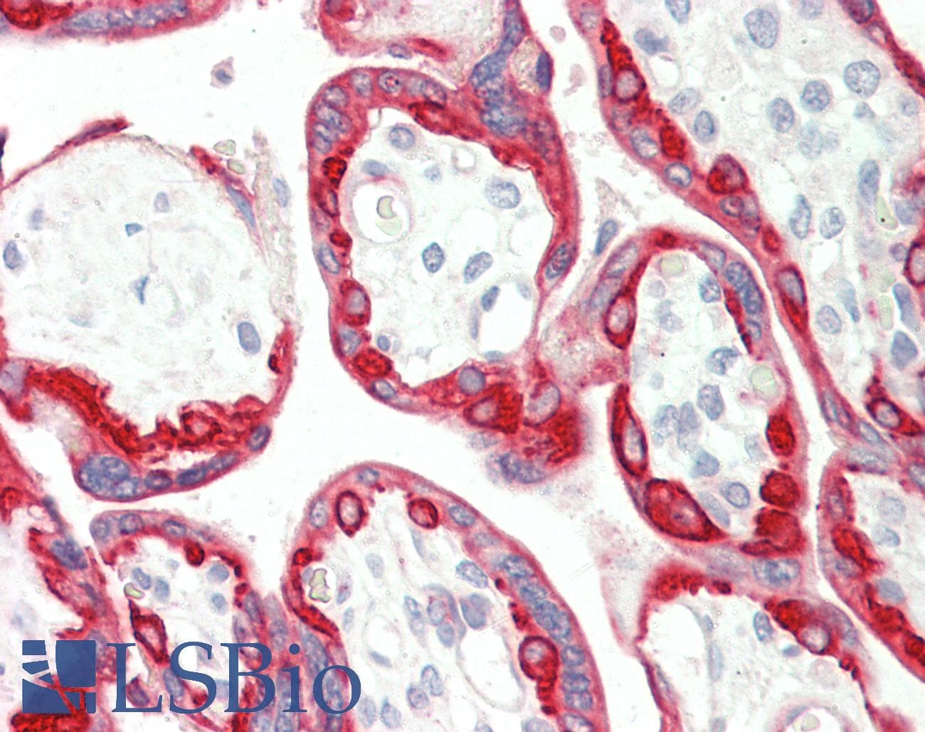 PathPlus™ KRT18 / CK18 / Cytokeratin 18 Antibody (aa200-300)