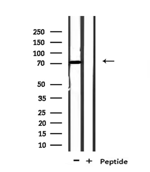 NOL4 Antibody