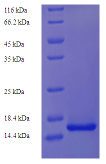 Mouse VEGFC Protein (Recombinant His)