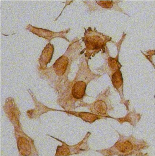 Polyclonal Goat Anti-Rabbit IgG Secondary Antibody (HRP, IHC, IF, WB)