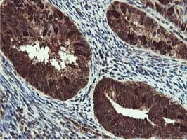 TIP48 / RUVBL2 Antibody (clone OTI1A6)