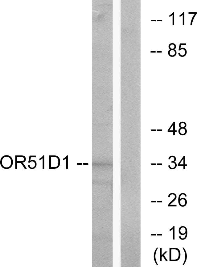 OR51D1 Antibody