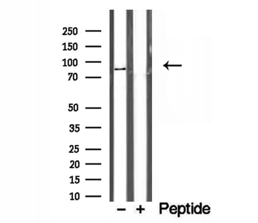 AFG3L2 Antibody