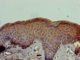 STOX1 Antibody