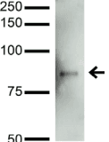 Monoclonal Mouse anti-Mouse Mitofusin 2 / MFN2 Antibody (clone S153-5, IF, WB)