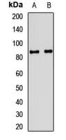 CSDE1 Antibody