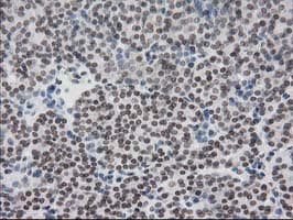 CRY2 Antibody (clone OTI1H5)