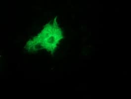 ZFP36 / Tristetraprolin Antibody (clone OTI3C3)