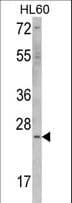 ERAS Antibody (aa51-81)