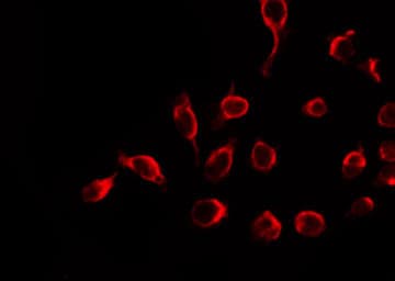 MUTYH / MYH Antibody