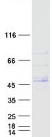 Human LRRC42 Protein (Recombinant Myc-DDK (Flag))