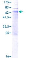 Human GPR162 Protein (Recombinant GST)
