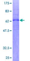 Human PTGIR / IP Receptor Protein (Recombinant GST)
