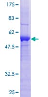 Human SPSB2 Protein (Recombinant GST)
