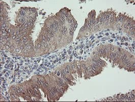 APP / Beta Amyloid Precursor Antibody (clone OTI4C9)