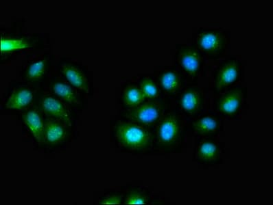 CDK5RAP2 Antibody