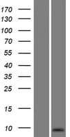 SPANXN5 Protein (Over-Expression Lysate Myc-DDK (Flag))