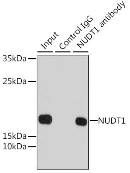Polyclonal Rabbit anti-Human NUDT1 / MTH1 Antibody (IHC, WB)