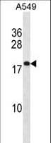 PTGES3 / p23 Antibody (aa45-73)