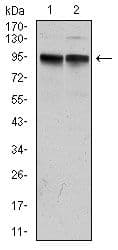 KCNQ1 / KVLQT1 Antibody (clone 5E+12)
