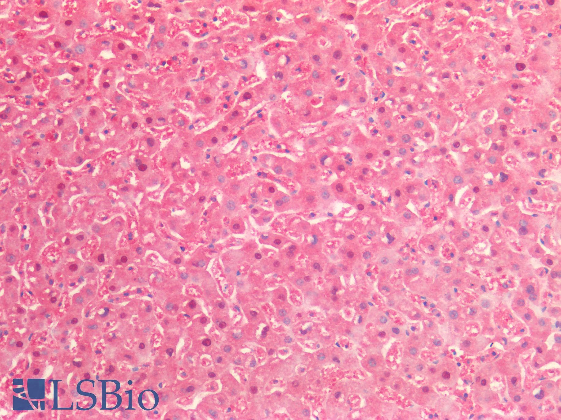 PARK7 / DJ-1 Antibody