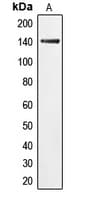 EIF2AK3 / PERK Antibody (N-Terminus)