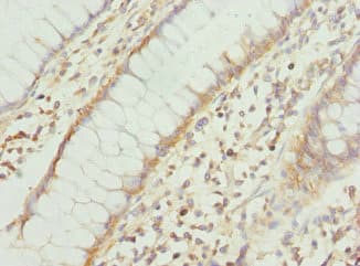COX10 Antibody