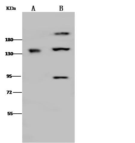 Polyclonal Rabbit anti-Mouse ITGA1/CD49a/Integrin Alpha 1 Antibody (Preservative Free, WB)