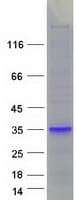 Human PS20 / WFDC1 Protein (Recombinant Myc-DDK (Flag))