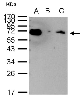 HSP70 / Heat Shock Protein 70 Antibody (aa308-569)