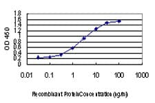 IHC-plus™ CDKL1 Antibody (clone 1F12)