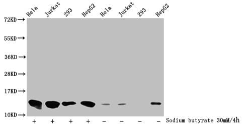HIST1H4I Antibody