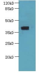 PSTK Antibody